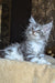 Zorian | Maine Coon Kitten
