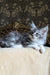 Zorian | Maine Coon Kitten