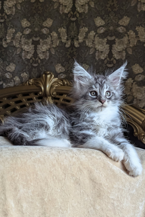 Zorian | Maine Coon Kitten
