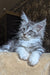 Zorian | Maine Coon Kitten