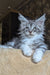 Zorian | Maine Coon Kitten