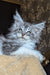 Zorian | Maine Coon Kitten