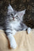 Zorian | Maine Coon Kitten