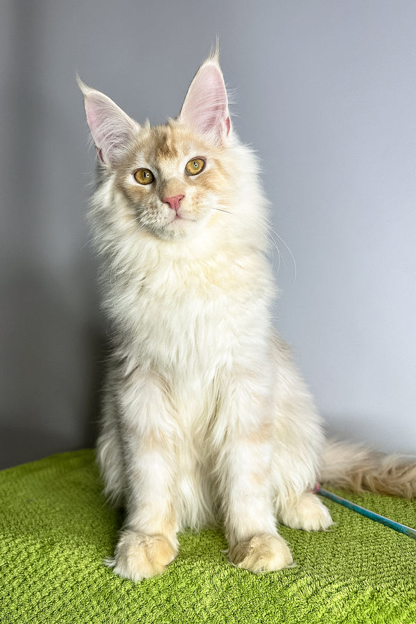 Zorian | Maine Coon Kitten