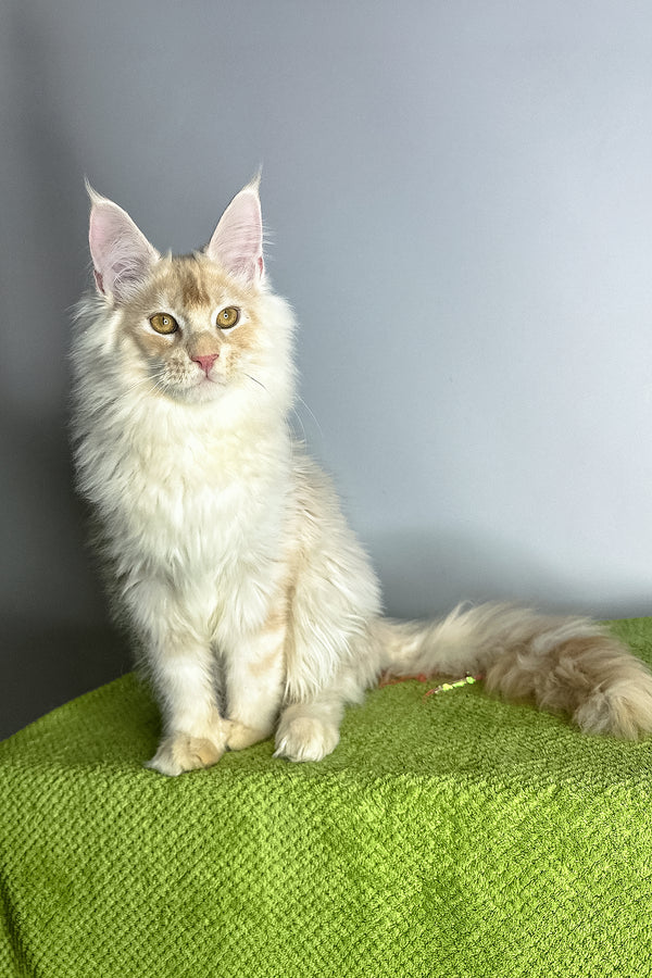 Zorian | Maine Coon Kitten