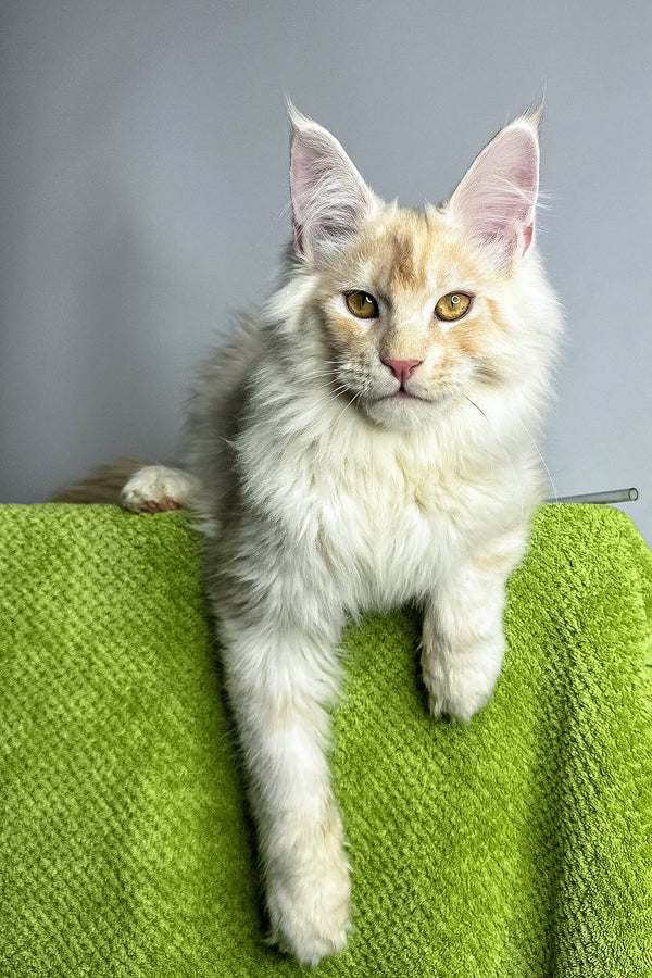 Zorian | Maine Coon Kitten