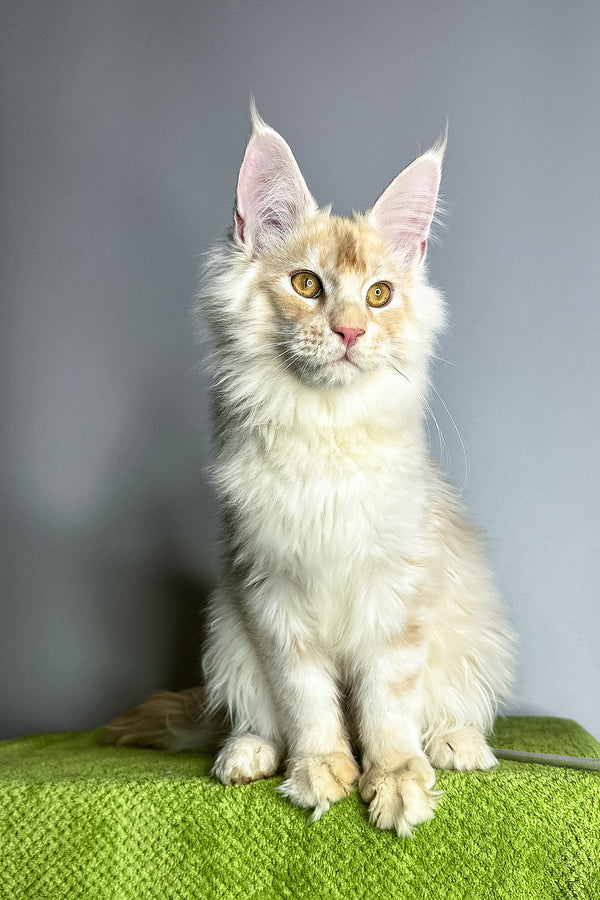 Zorian | Maine Coon Kitten