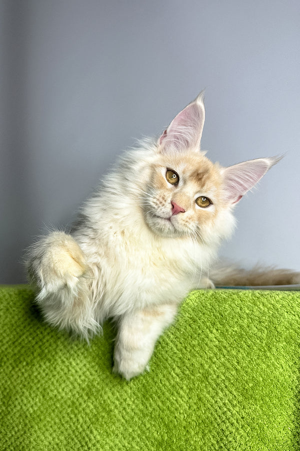Zorian | Maine Coon Kitten