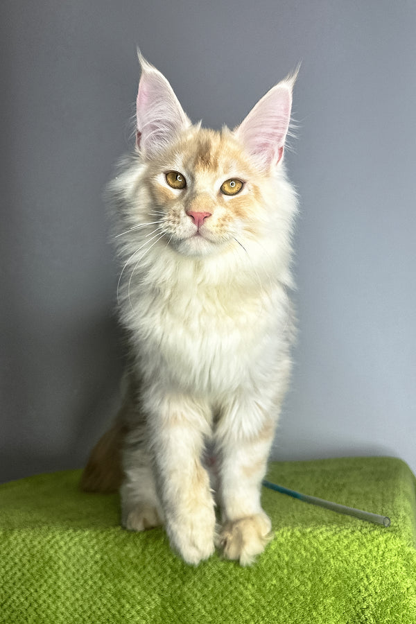 Zorian | Maine Coon Kitten