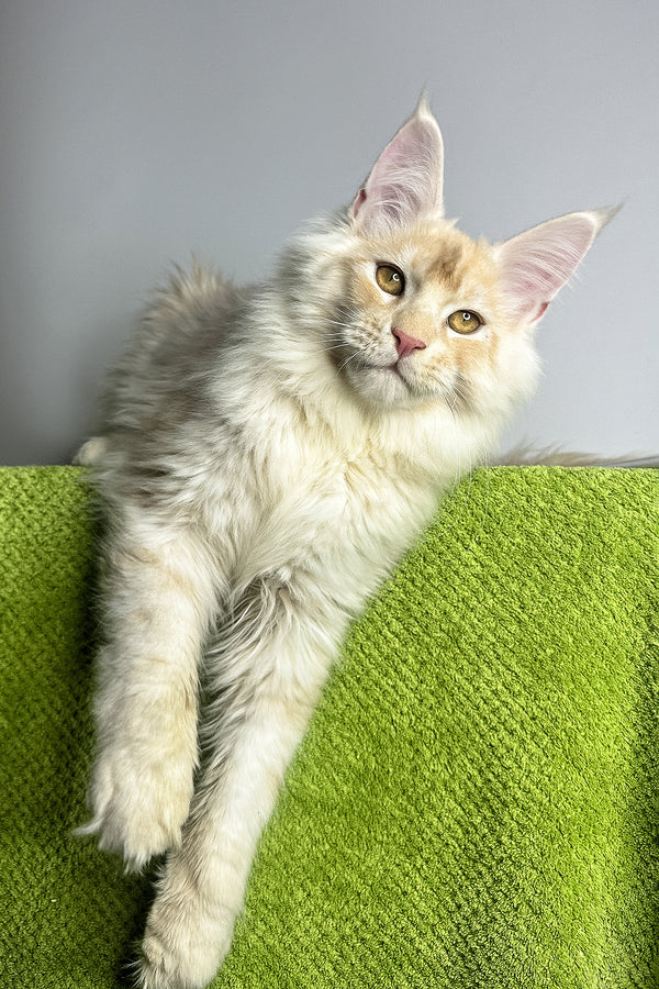 Zorian | Maine Coon Kitten