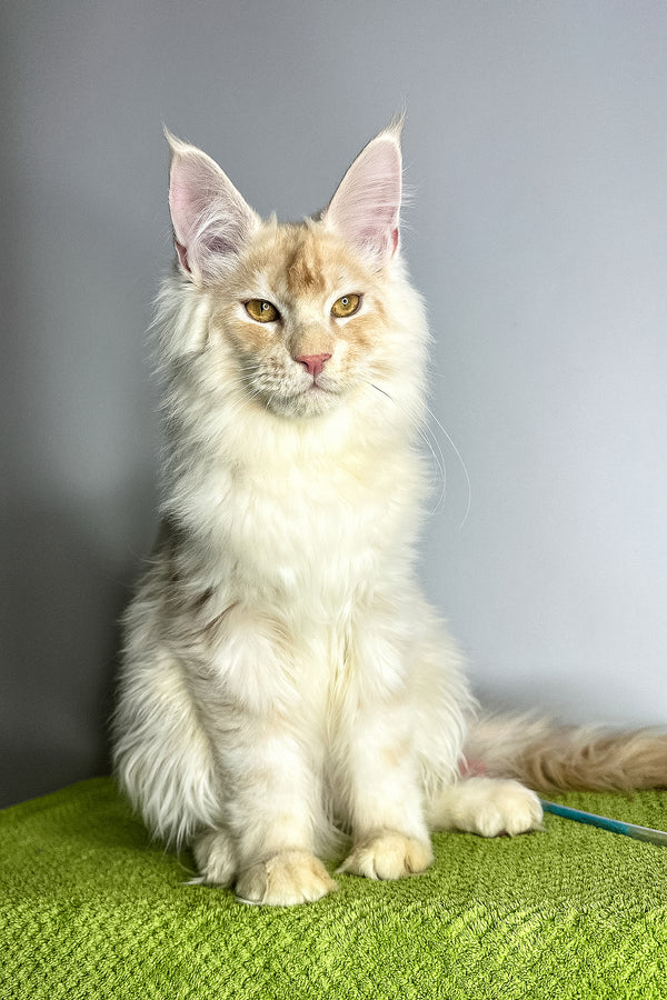 Zorian | Maine Coon Kitten