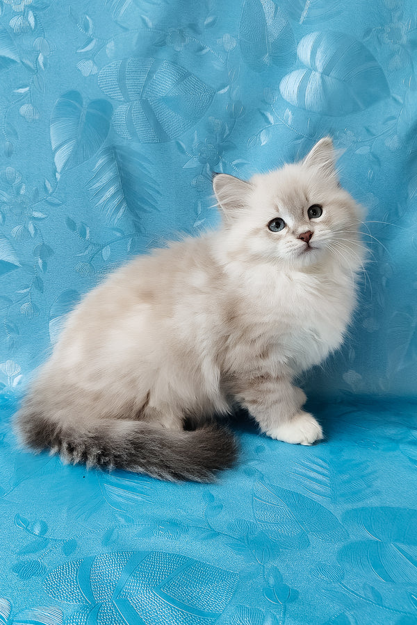 Zosya | Siberian Kitten