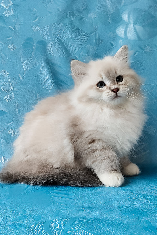 Zosya | Siberian Kitten