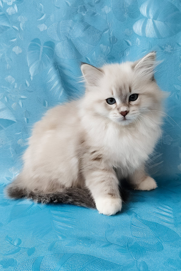Zosya | Siberian Kitten