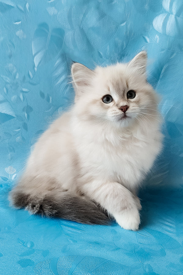 Zosya | Siberian Kitten