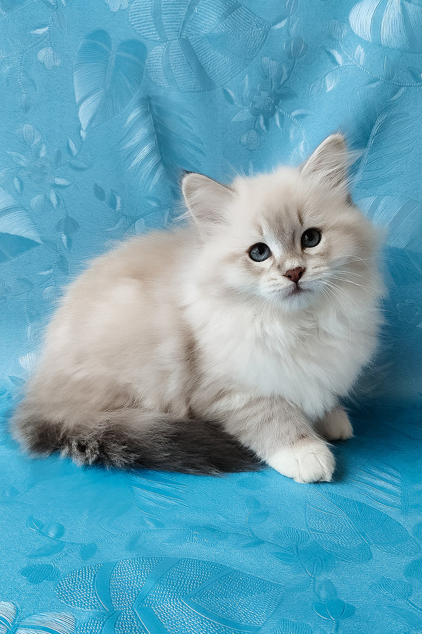 Zosya | Siberian Kitten