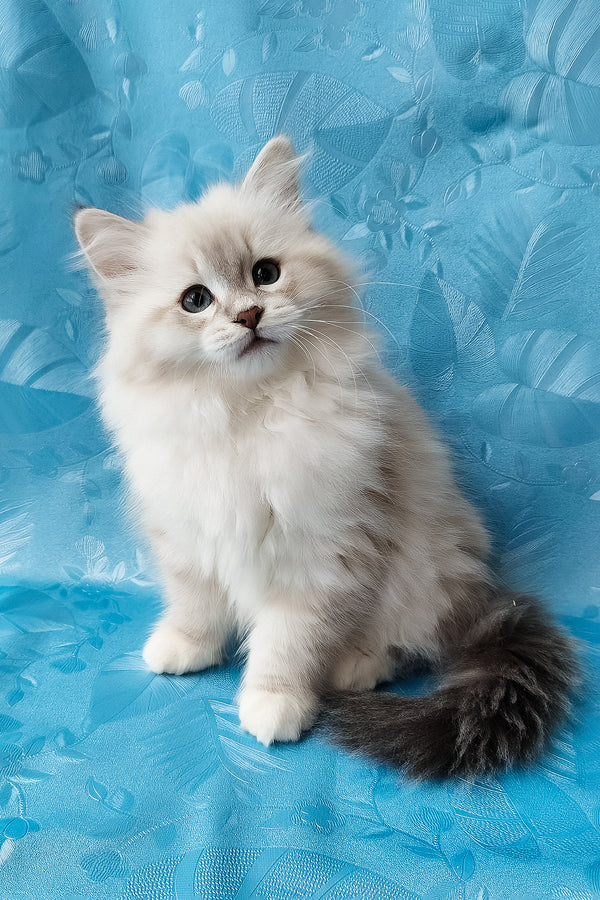 Zosya | Siberian Kitten