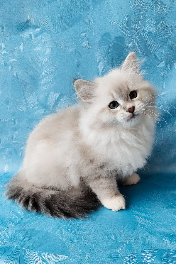 Zosya | Siberian Kitten