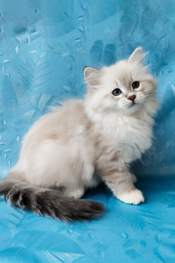 Zosya | Siberian Kitten