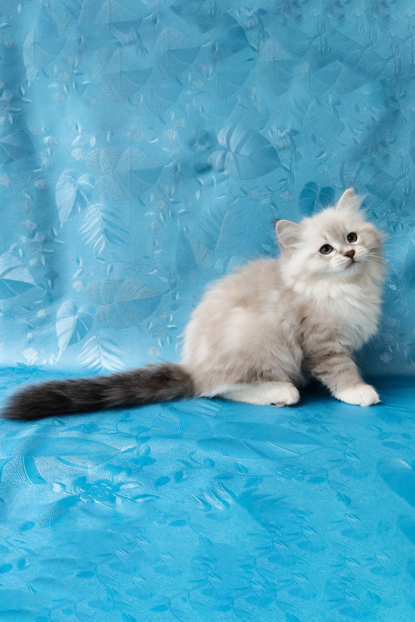 Zosya | Siberian Kitten
