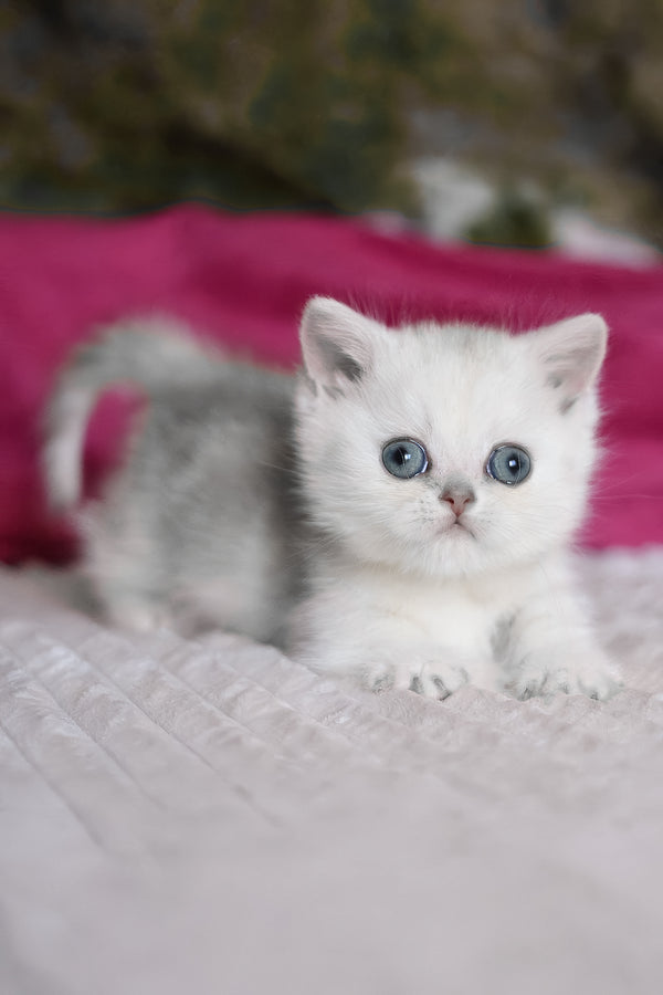Zucci | Munchkin Kitten