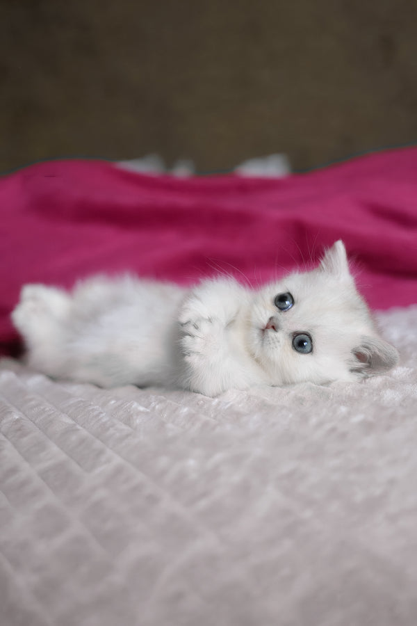 Zucci | Munchkin Kitten