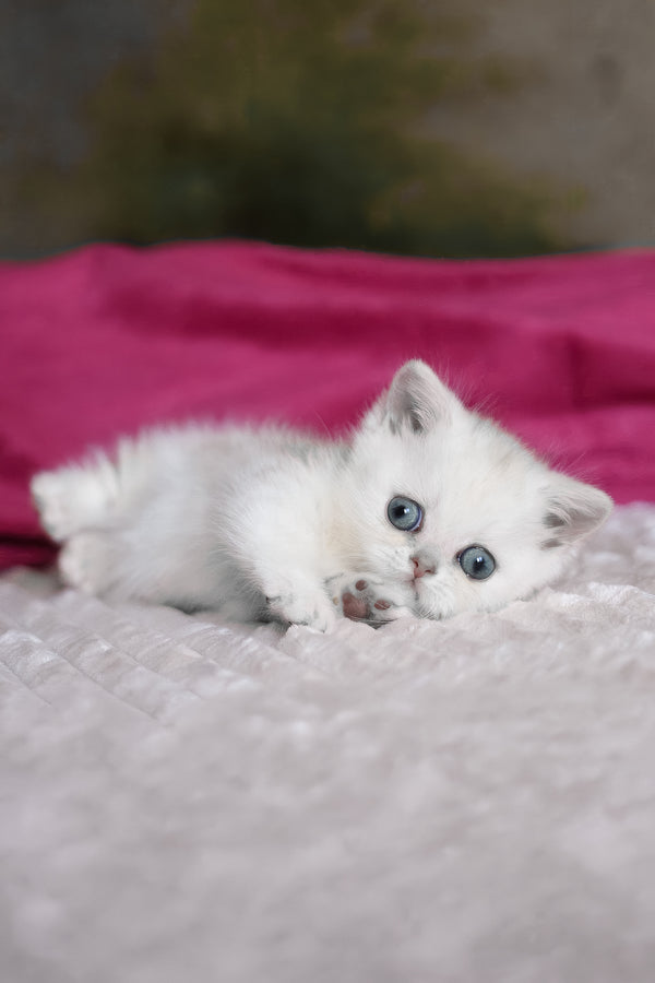 Zucci | Munchkin Kitten