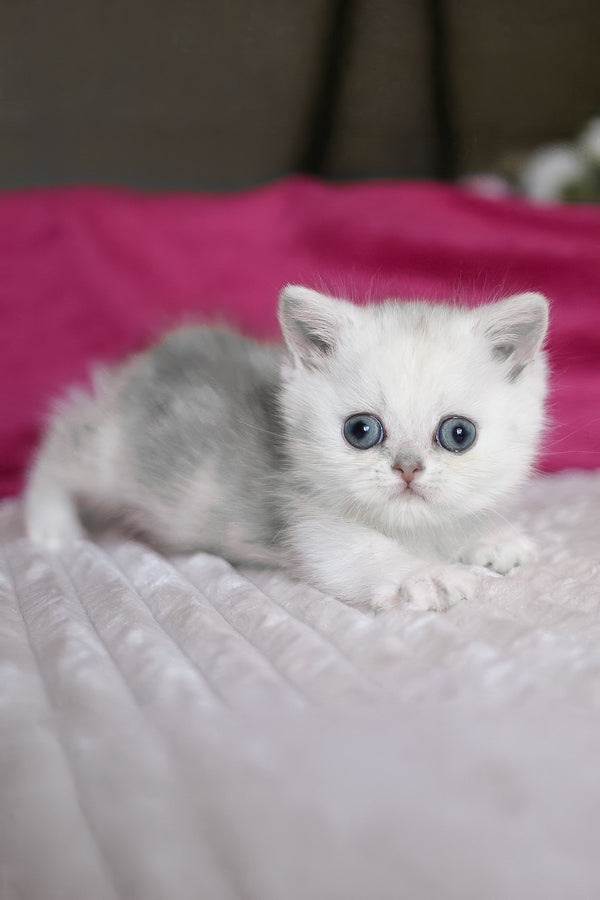Zucci | Munchkin Kitten