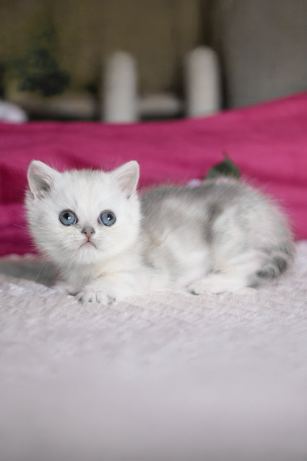 Zucci | Munchkin Kitten