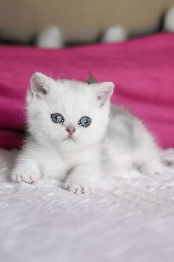 Zucci | Munchkin Kitten