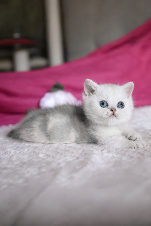 Zucci | Munchkin Kitten