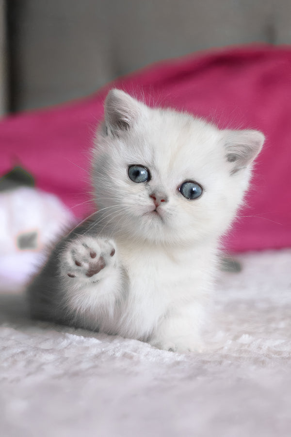 Zucci | Munchkin Kitten