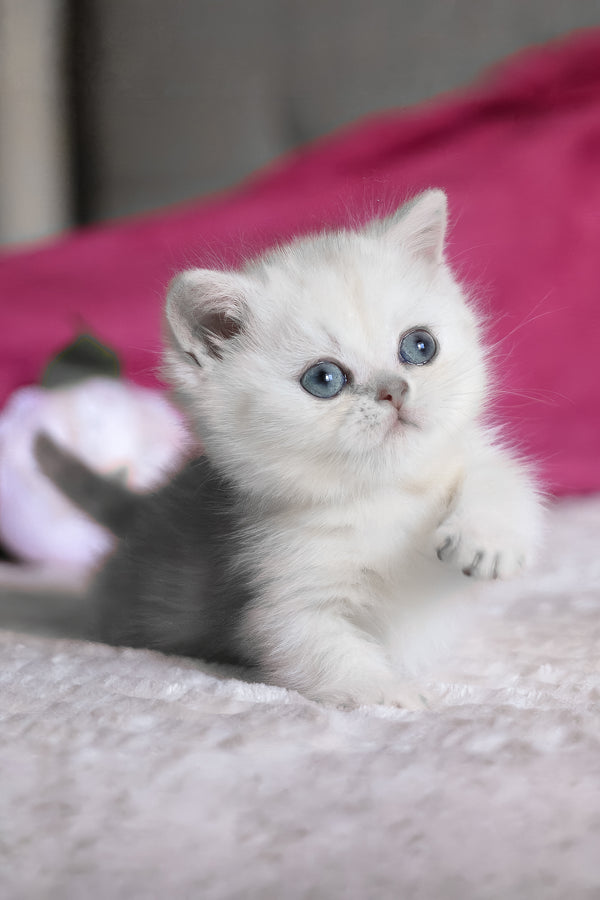 Zucci | Munchkin Kitten
