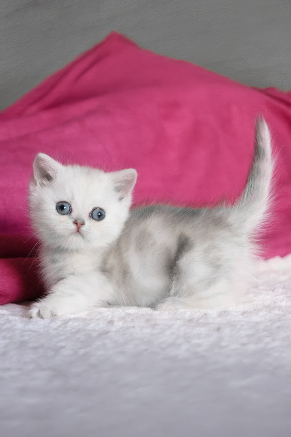 Zucci | Munchkin Kitten