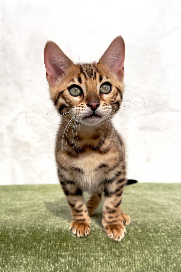 Zuri | Bengal Kitten