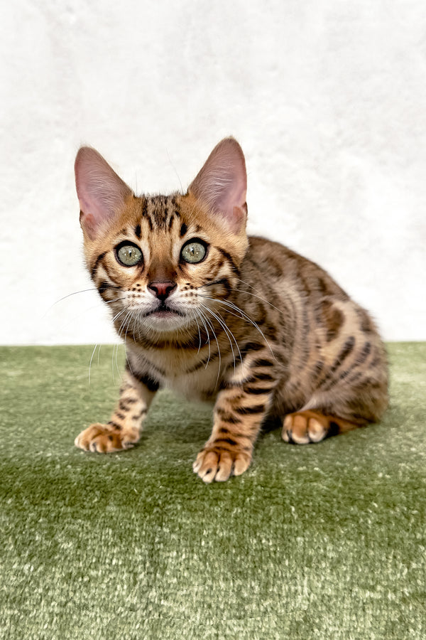 Zuri | Bengal Kitten
