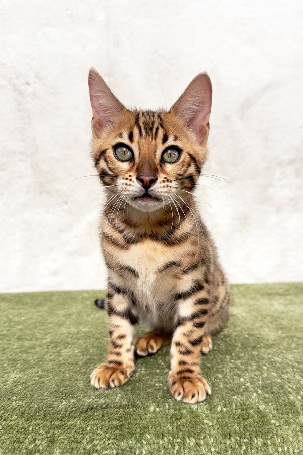 Zuri | Bengal Kitten