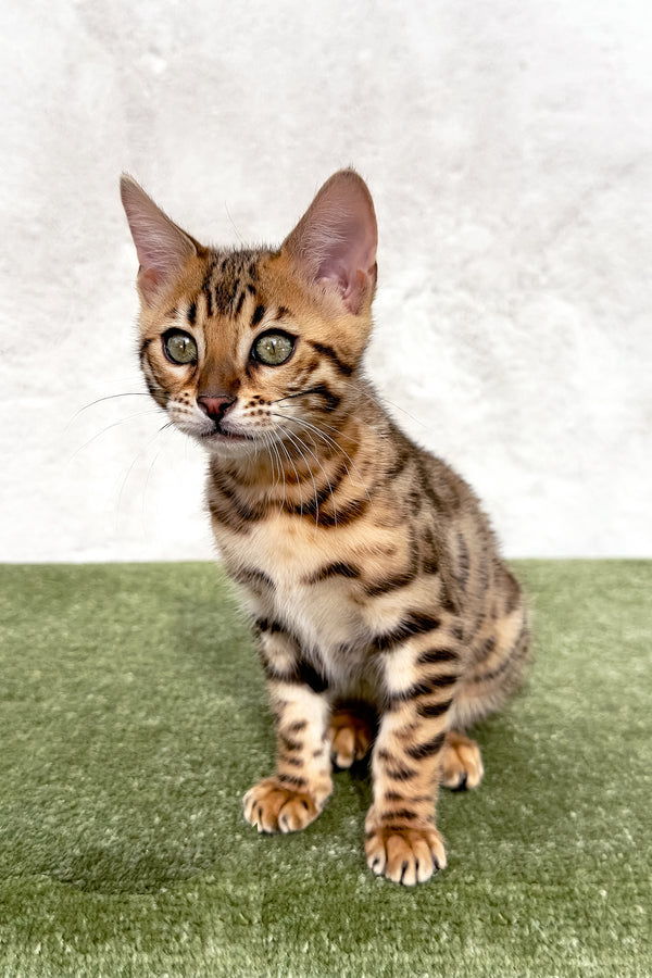Zuri | Bengal Kitten