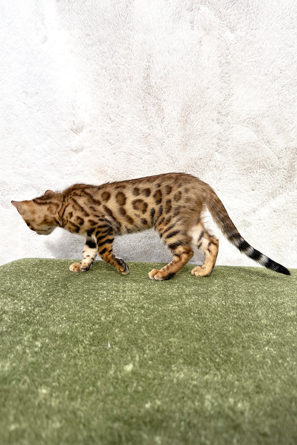 Zuri | Bengal Kitten