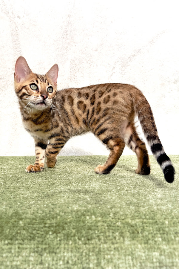 Zuri | Bengal Kitten
