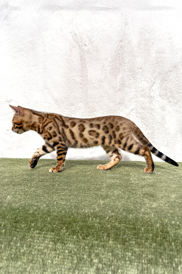 Zuri | Bengal Kitten