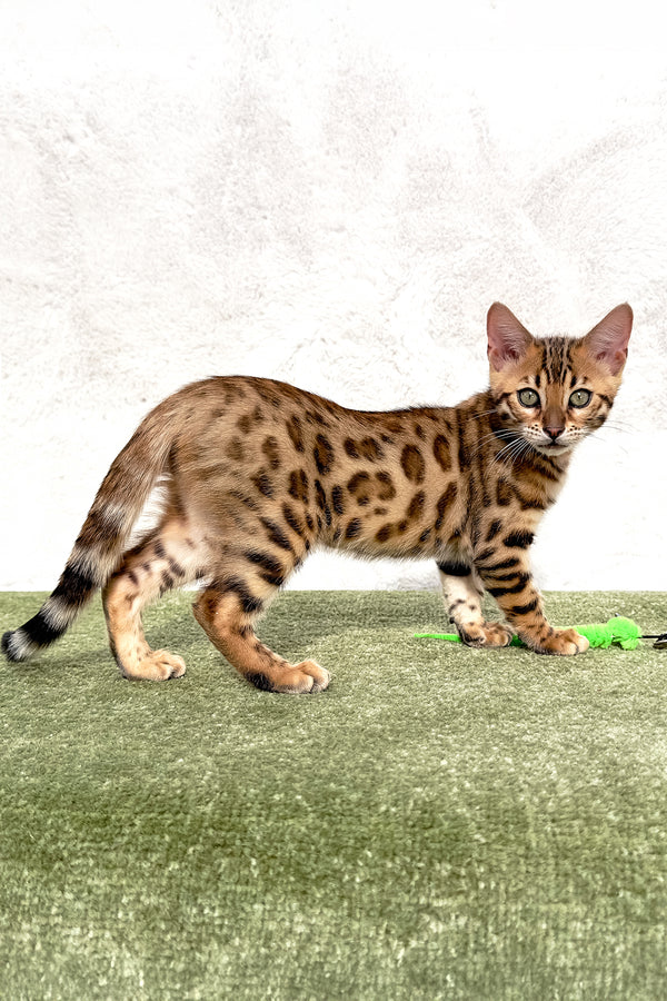 Zuri | Bengal Kitten
