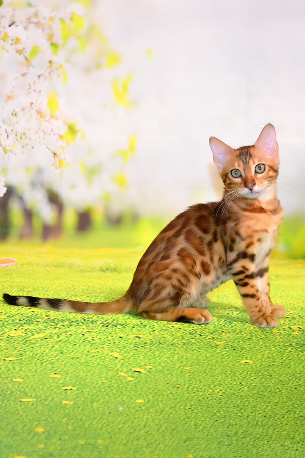 Floydan | Bengal Kitten