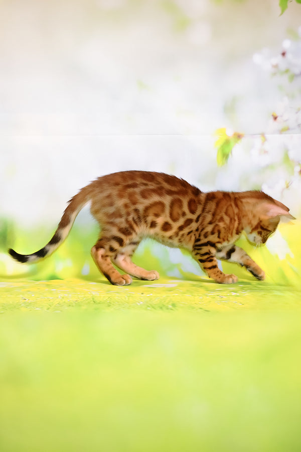 Floydan | Bengal Kitten