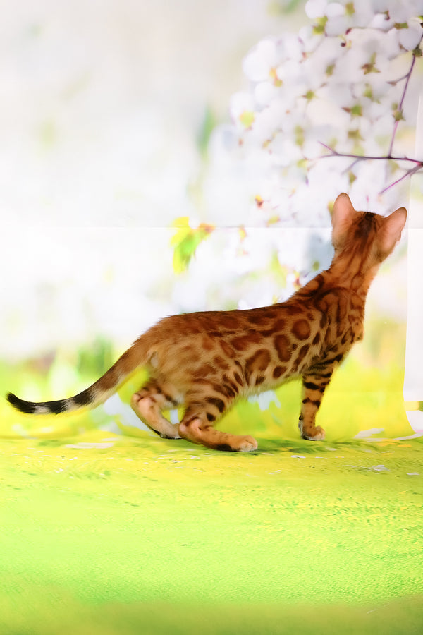 Floydan | Bengal Kitten