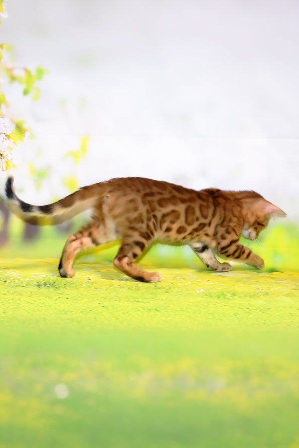 Floydan | Bengal Kitten