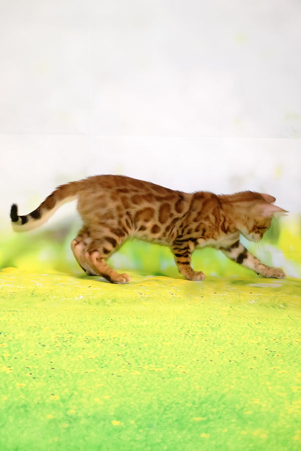 Floydan | Bengal Kitten