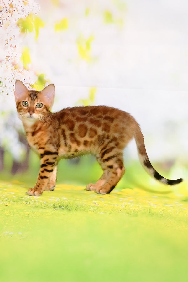 Floydan | Bengal Kitten