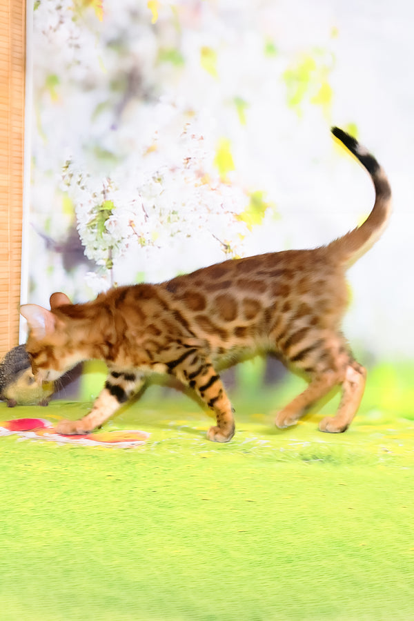 Floydan | Bengal Kitten