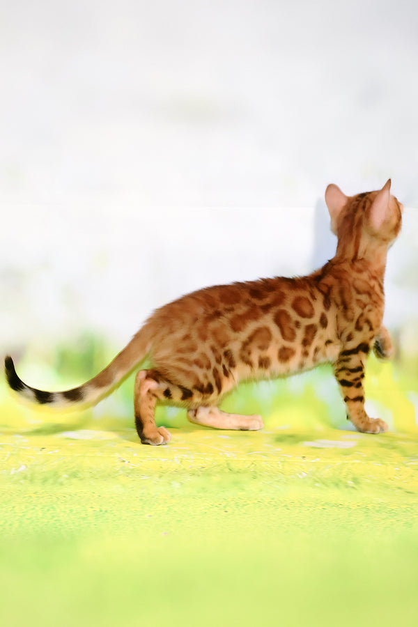 Floydan | Bengal Kitten